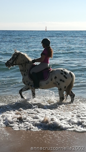 Pony C  holandes {TYPE}