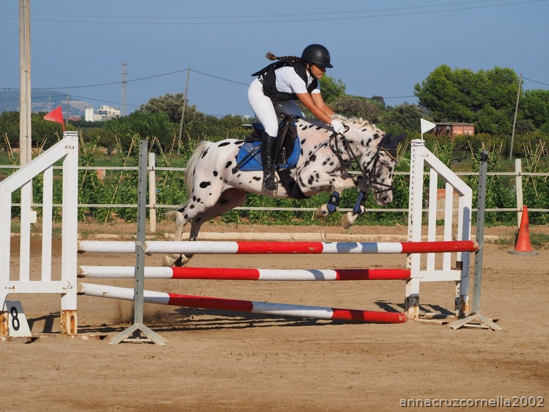 Ponis Pony Club Pony C  holandes -  Poni C   de competicion. Campeon de España de ponis C de CCE 2018, campeon de cataluña de CCE 2018..... 