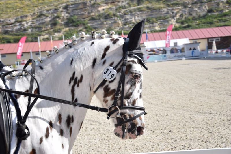  Poni C   de competicion. Campeon de España de ponis C de CCE 2018, campeon de cataluña de CCE 2018.....  - Ponis Pony Club Pony C  holandes