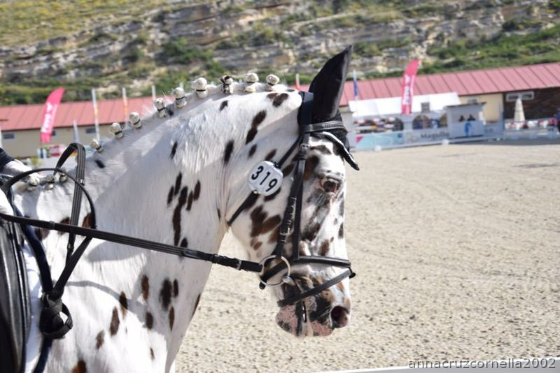  Poni C   de competicion. Campeon de España de ponis C de CCE 2018, campeon de cataluña de CCE 2018.....  - Ponis Pony Club Pony C  holandes