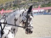  Poni C   de competicion. Campeon de España de ponis C de CCE 2018, campeon de cataluña de CCE 2018..... 