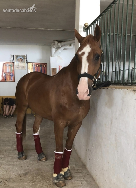 Caballo doma nivel 3 in 