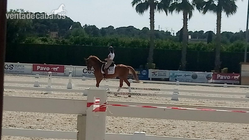 Centroeuropeo 