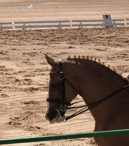 Caballos Capados Centroeuropeo  - Caballo doma nivel 3