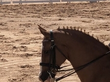 Caballo doma nivel 3