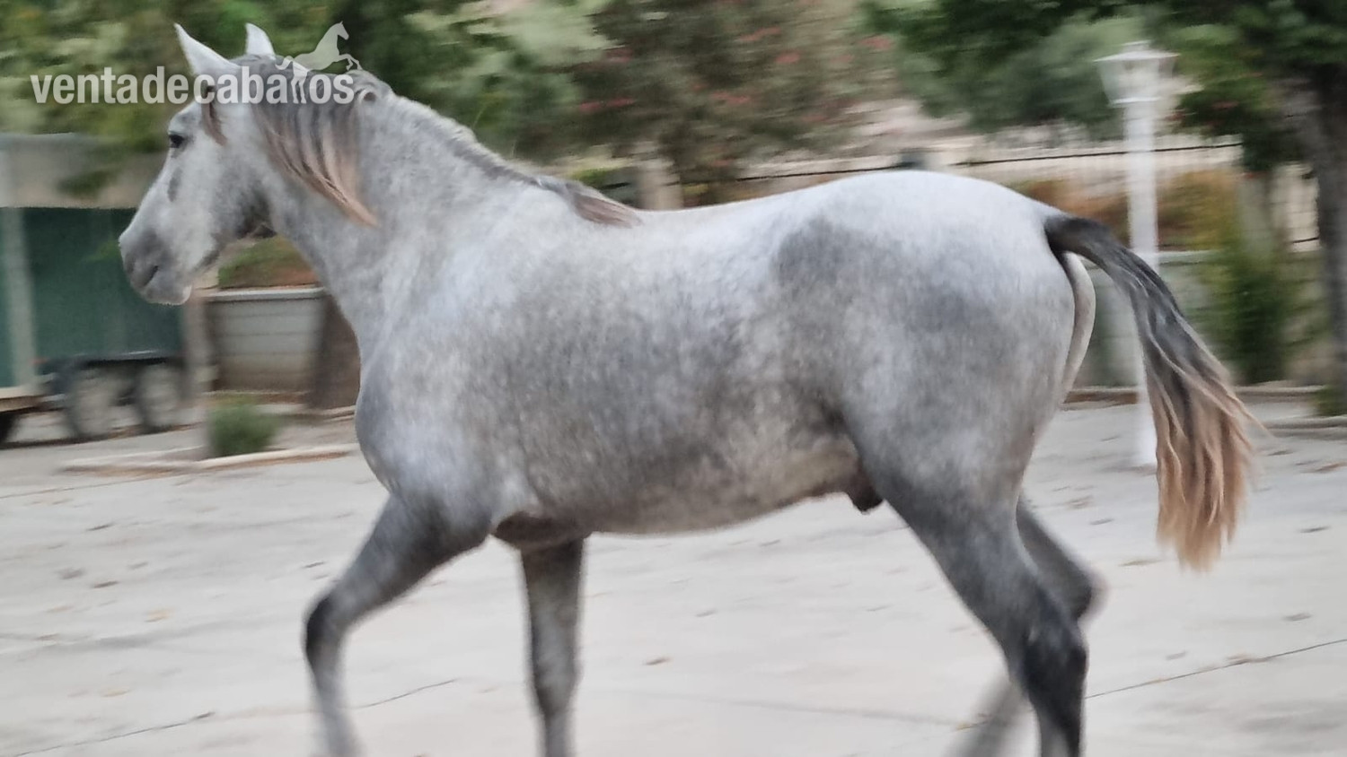 CABALLO ESPAÑOL MUY NOBLE in 