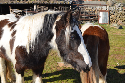 POTRO IRISH COB in 