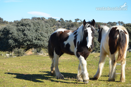 Caballos Enteros Irish X - POTRO IRISH COB