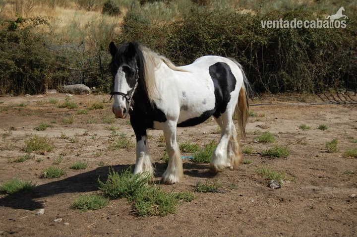 POTRO IRISH COB - Caballos Enteros Irish X