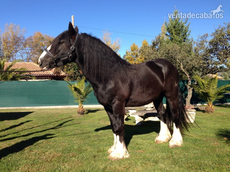 POTRO IRISH COB - Irish X