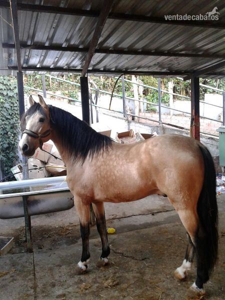 CABALLOS PRE Y PRA in 