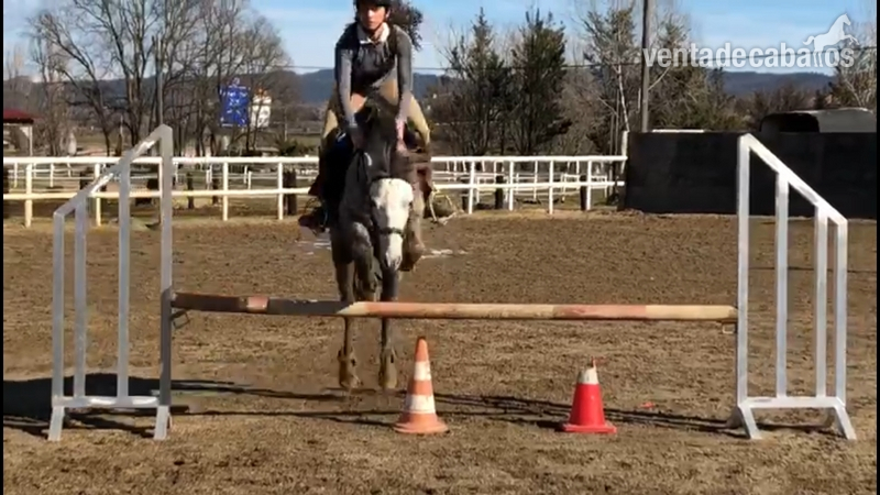 Pony B en venta Crocus in 