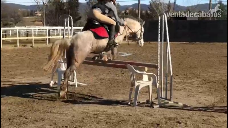 Poni 