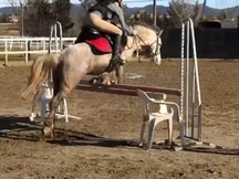 Pony B en venta Crocus