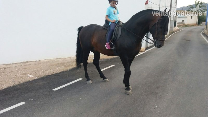 CABALLO PRE ESPAÑOL in 