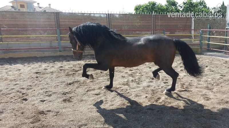 CABALLO PRE ESPAÑOL - Caballos Pura Raza Española (P.R.E.) Pura Raza Española