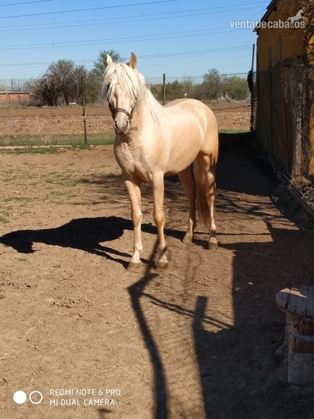 Se vende magnífico potro pre palomino in 