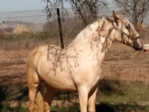 Se vende magnífico potro pre palomino