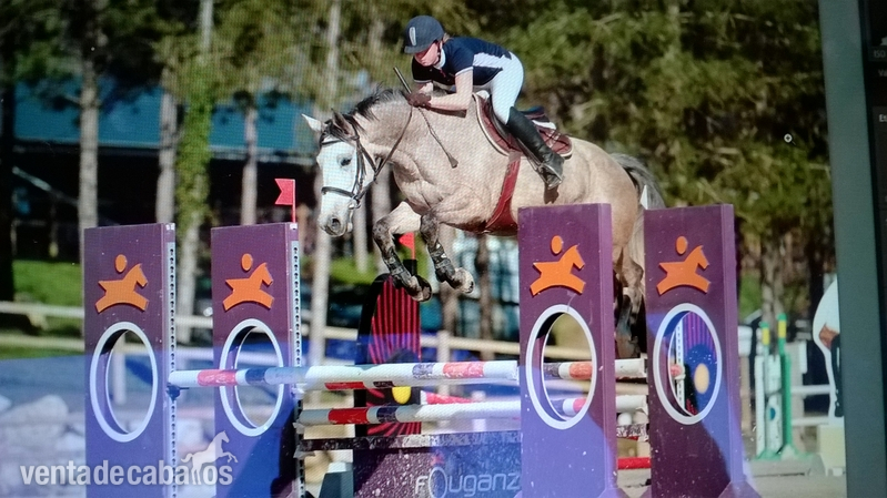 KWPN {TYPE}
