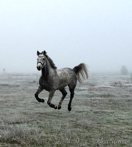 Caballo gris perfecta in 
