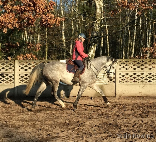 Caballos Capados Trakhner - Caballo gris perfecta