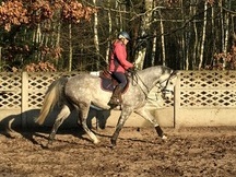 Caballo gris perfecta