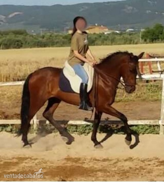 Se vende caballo cruzado castaño 6 años in 
