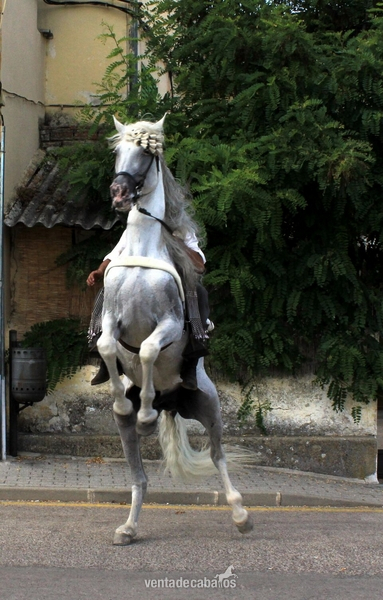 Venta de caballo pre de la ganaderia de juan tirado in 