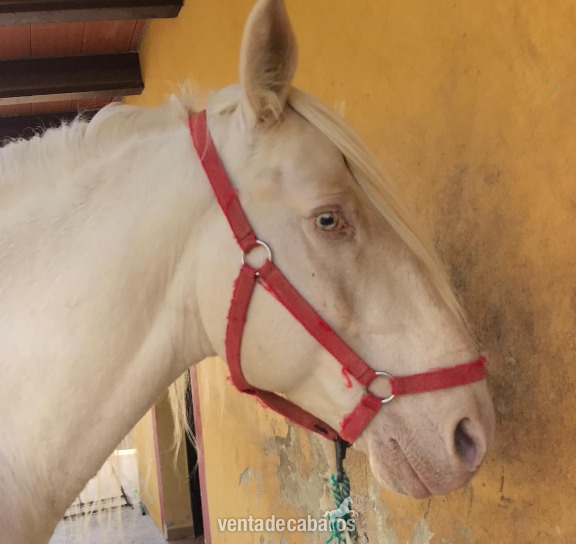 Lusitano Albino pasaporte in 