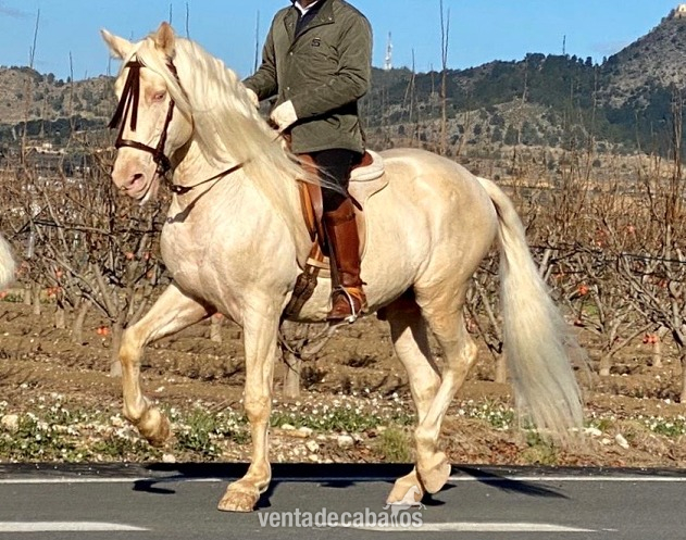 Lusitano