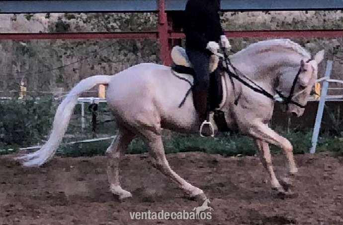 Lusitano {TYPE}