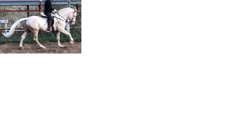 Caballos Enteros Lusitano - Lusitano Albino pasaporte