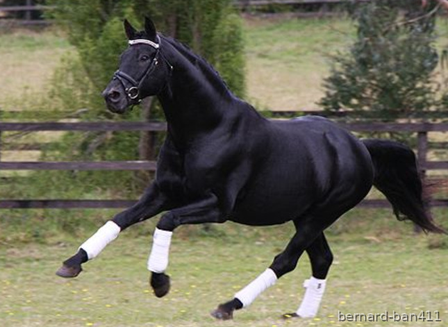 Hannoveriano {TYPE}