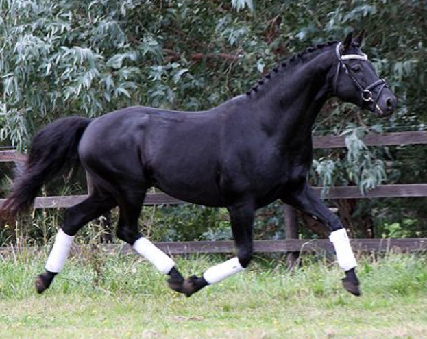 Caballos Pura Raza Española (P.R.E.) Hannoveriano - Absolutamente Top negro y guapo castrado de doma hannoveriana     