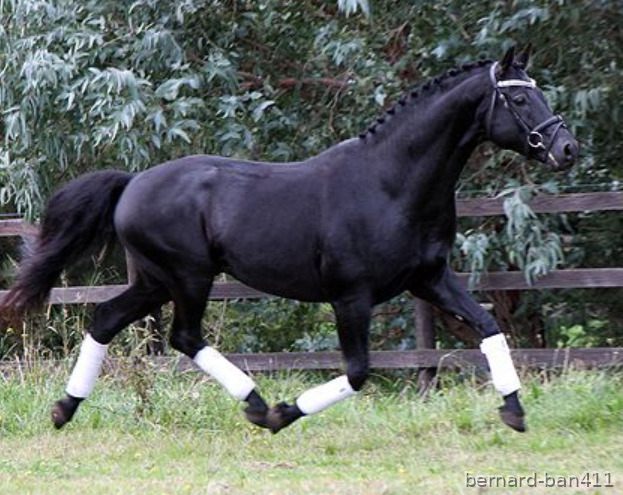 Caballos Pura Raza Española (P.R.E.) Hannoveriano - Absolutamente Top negro y guapo castrado de doma hannoveriana     