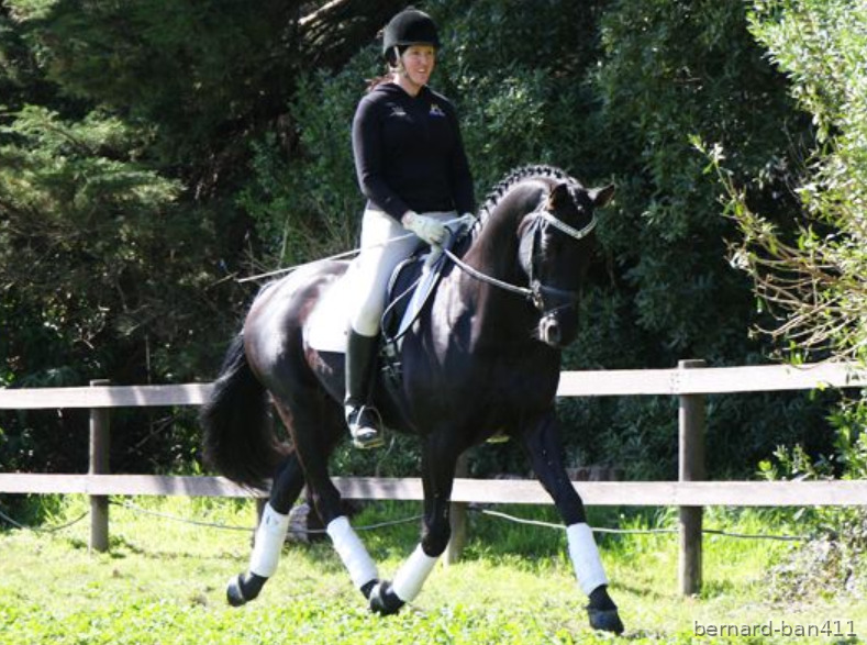 Absolutamente Top negro y guapo castrado de doma hannoveriana      - Caballos Pura Raza Española (P.R.E.) Hannoveriano