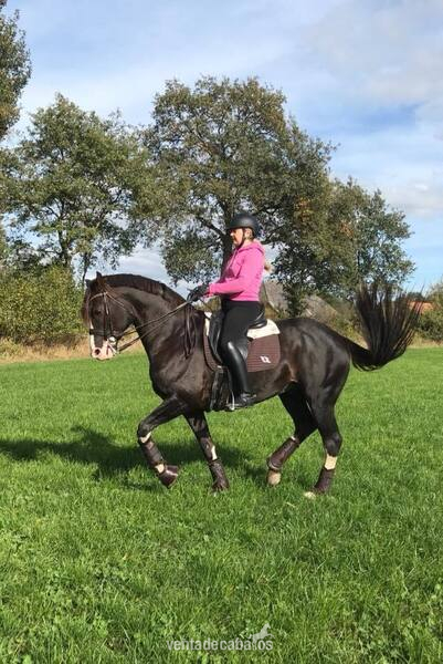 Caballo castrado Allrounder bien entrenado. in 