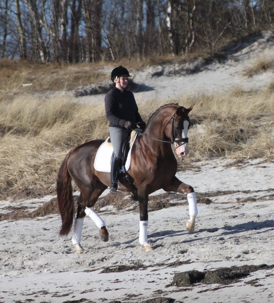 Irish Sport Horse