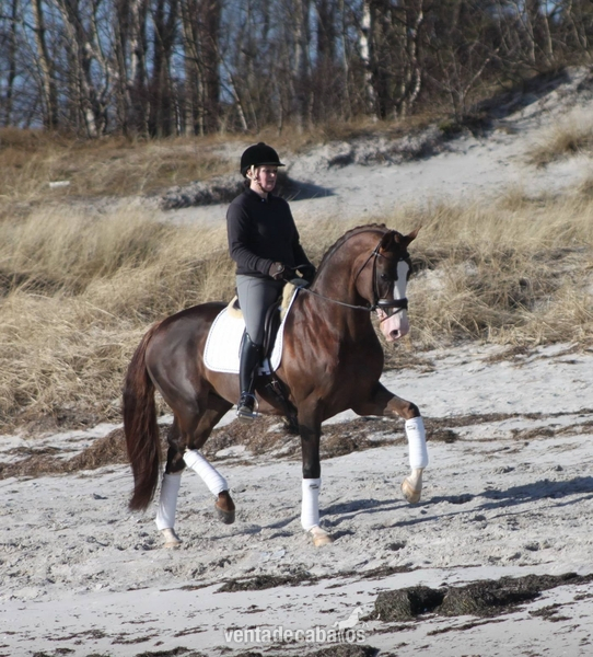 Irish Sport Horse