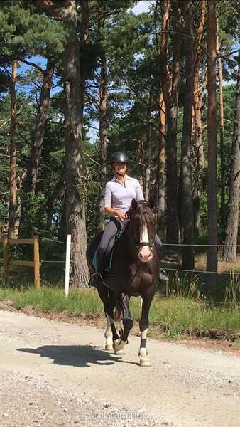 Irish Sport Horse {TYPE}