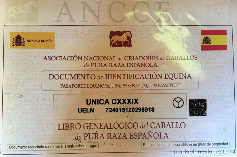 ROMERO BENITEZ POTRA - Caballos Pura Raza Española (P.R.E.) P.R.E