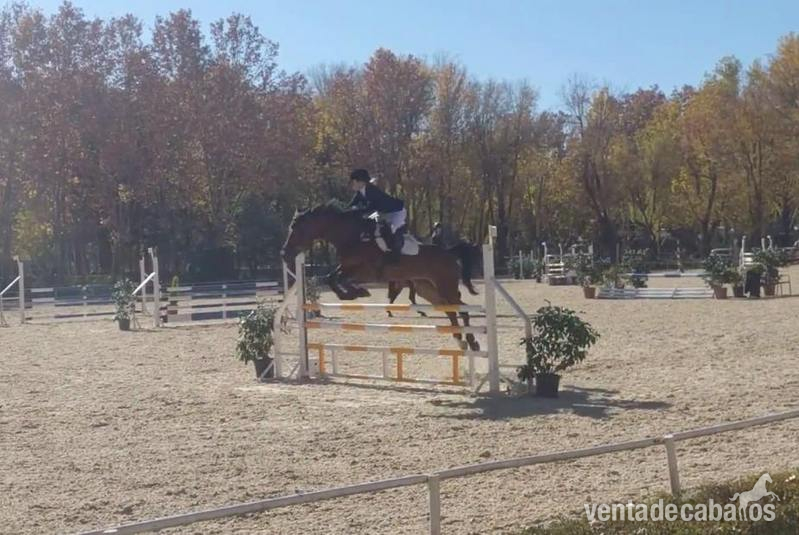 Yeguas Holsteiner - Yegua de salto en venta