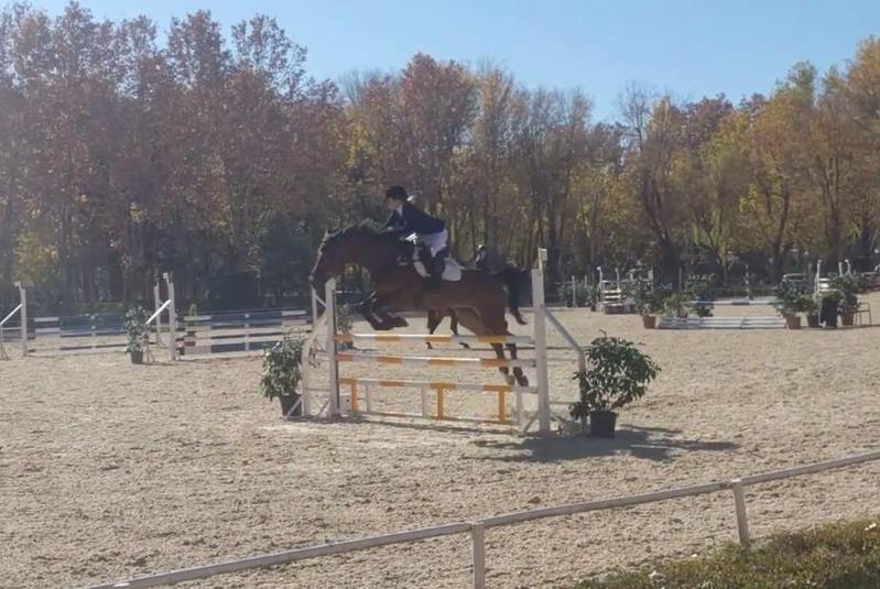Yeguas Holsteiner - Yegua de salto en venta