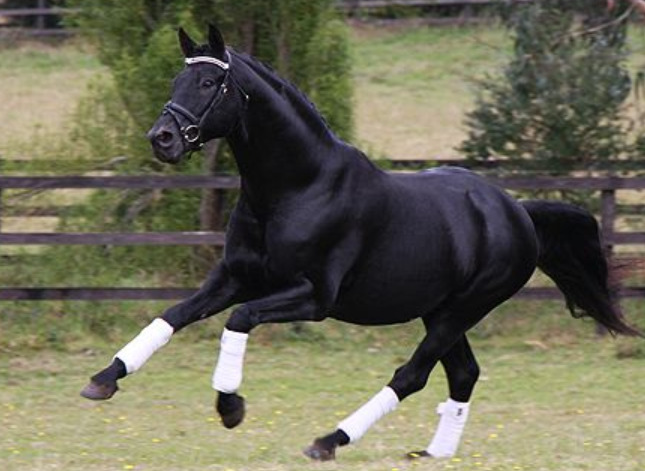 Hannoveriano {TYPE}