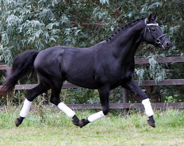 Caballos Pura Raza Española (P.R.E.) Hannoveriano - Absolutamente Top negro y guapo castrado de doma hannoveriana     