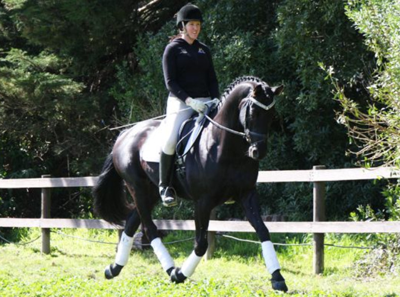 Absolutamente Top negro y guapo castrado de doma hannoveriana      - Caballos Pura Raza Española (P.R.E.) Hannoveriano