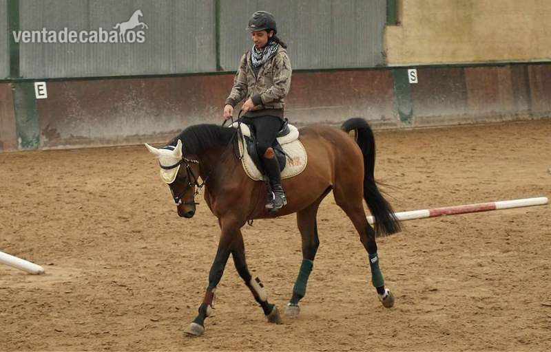CABALLO DE SALTO in 