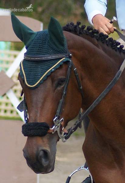 Caballo de Deporte Español (CDE)
