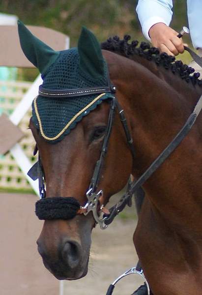 Caballo de Deporte Español (CDE)