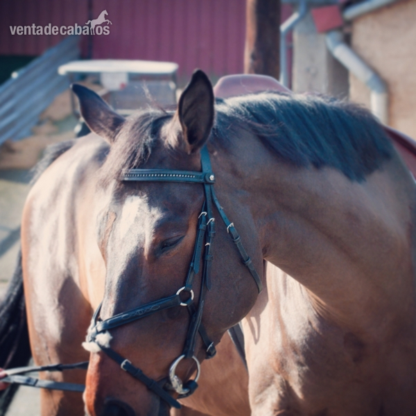 Caballo de Deporte Español (CDE) {TYPE}